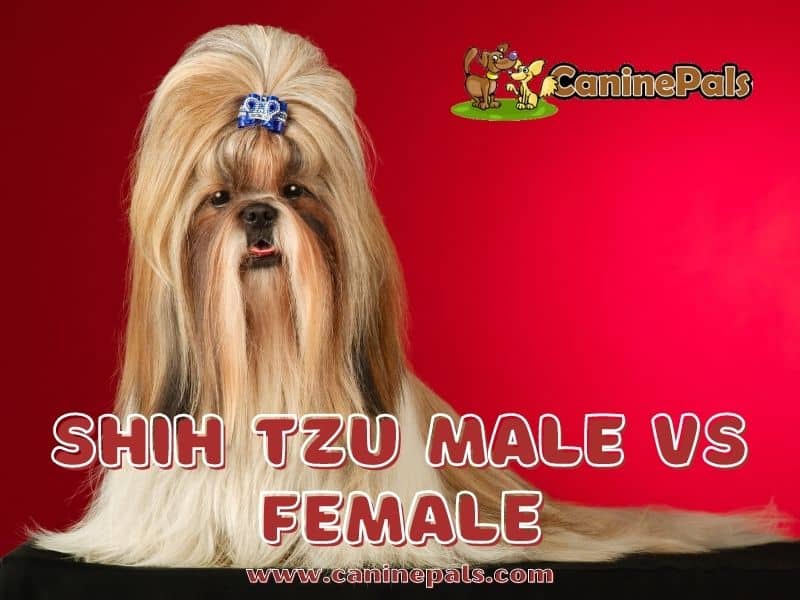 Shih Tzu Male VS Female