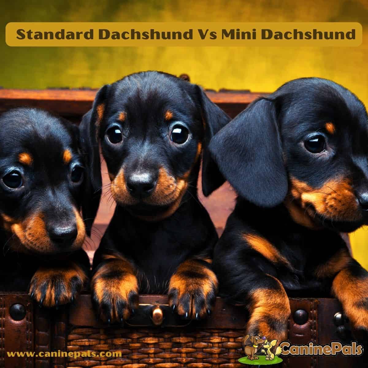 Standard Dachshund Vs Mini Dachshund Canine Pals   Standard Dachshund Vs Mini Dachshund 1 