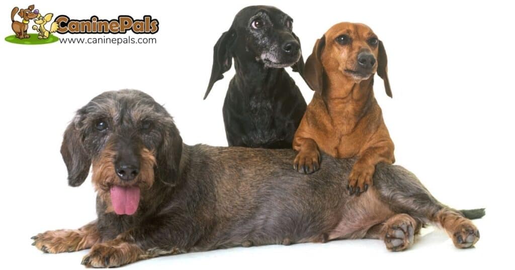 Standard Dachshund Vs Mini DachshundTime to Know It All Canine Pals