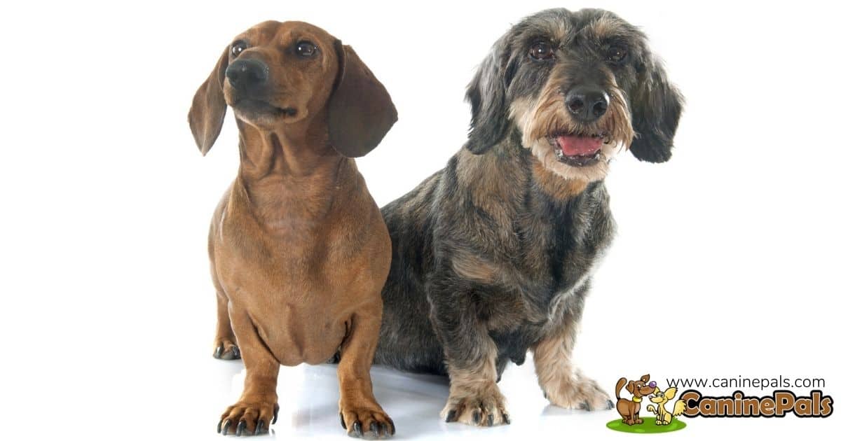 Standard Dachshund Vs Mini Dachshund