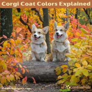Corgi Coat Colors