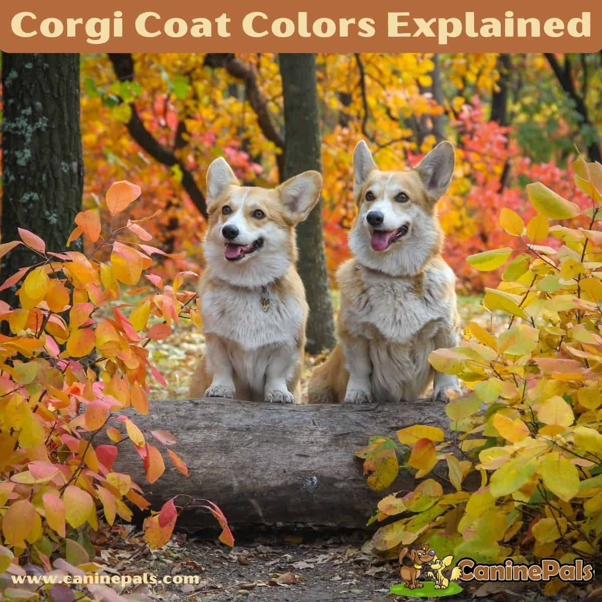 Corgi Coat Colors