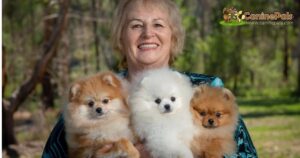 Denise Leo and Pomeranians