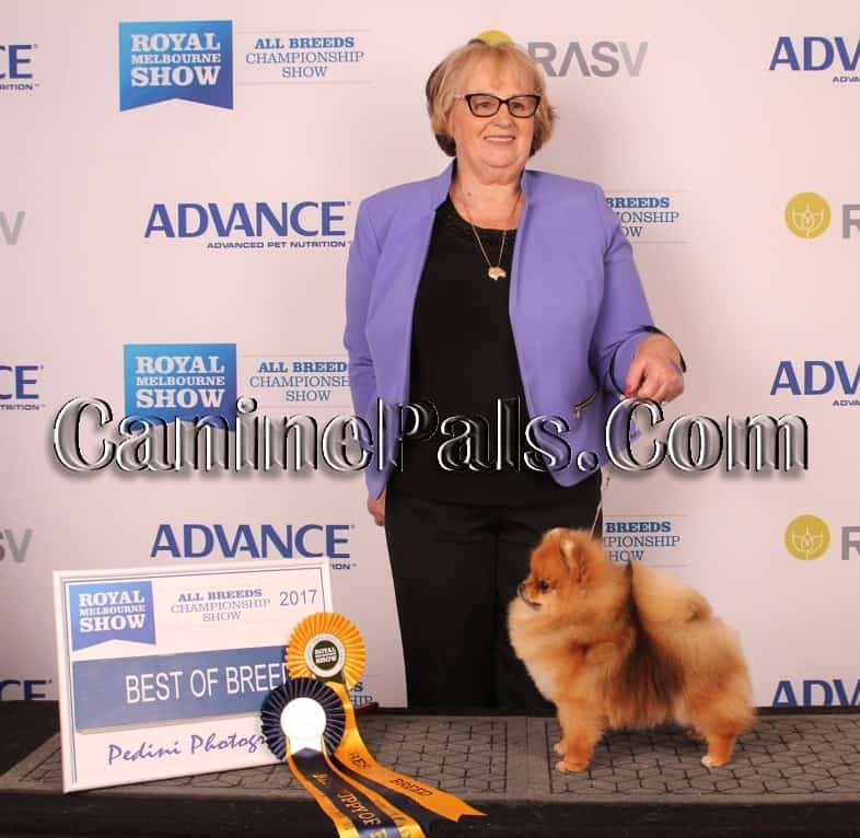 Denise Leo with a prize-winning Pomeranian.