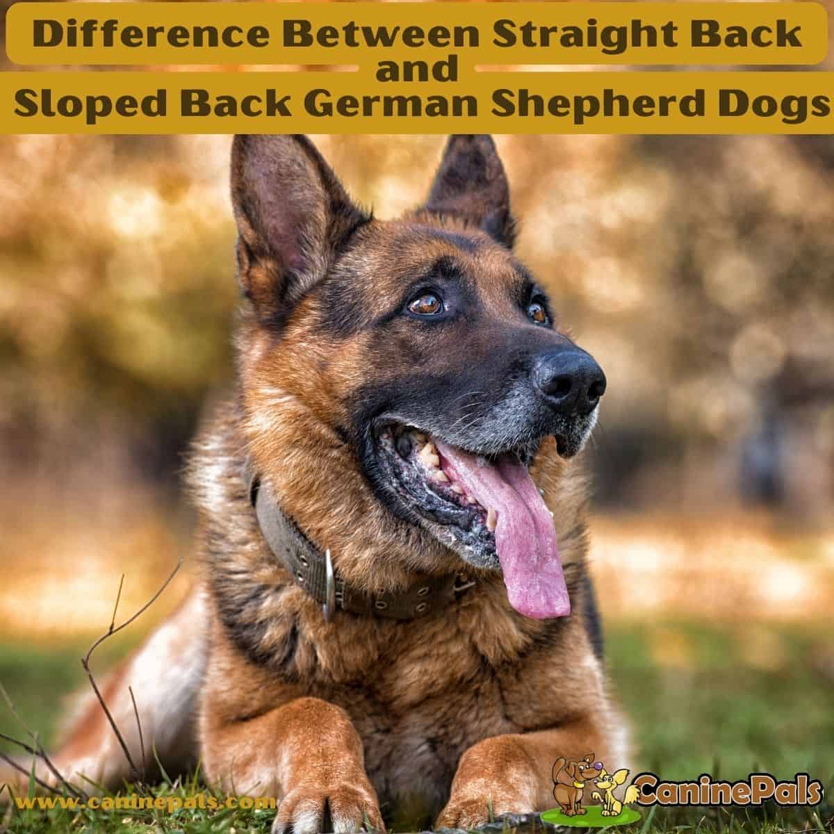 are german shepherds prone to hip dsyplasia