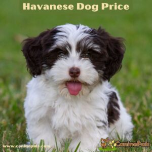 Havanese Dog Price