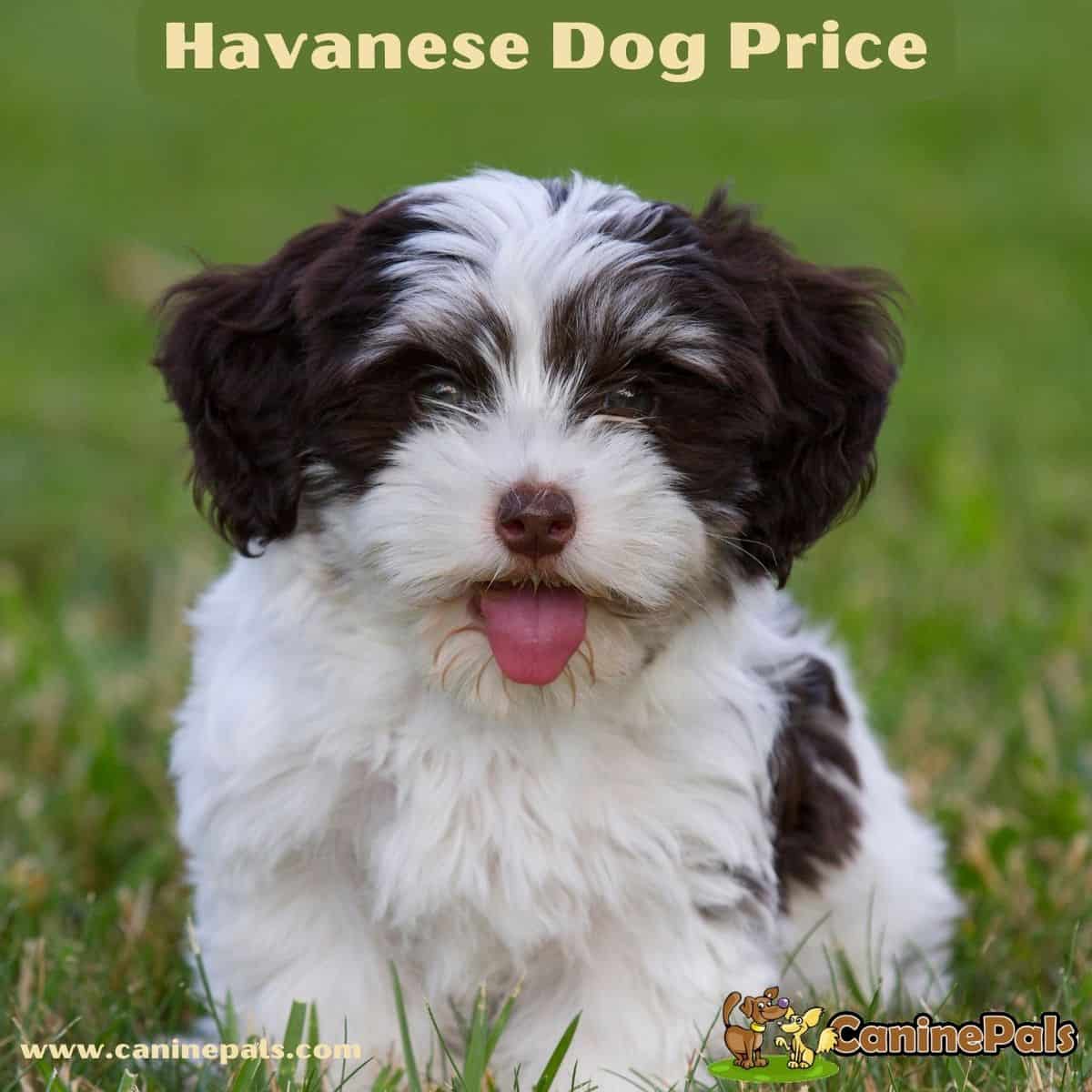 Chocolate parti outlet havanese