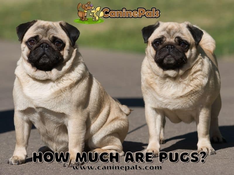 how much are pug puppies worth