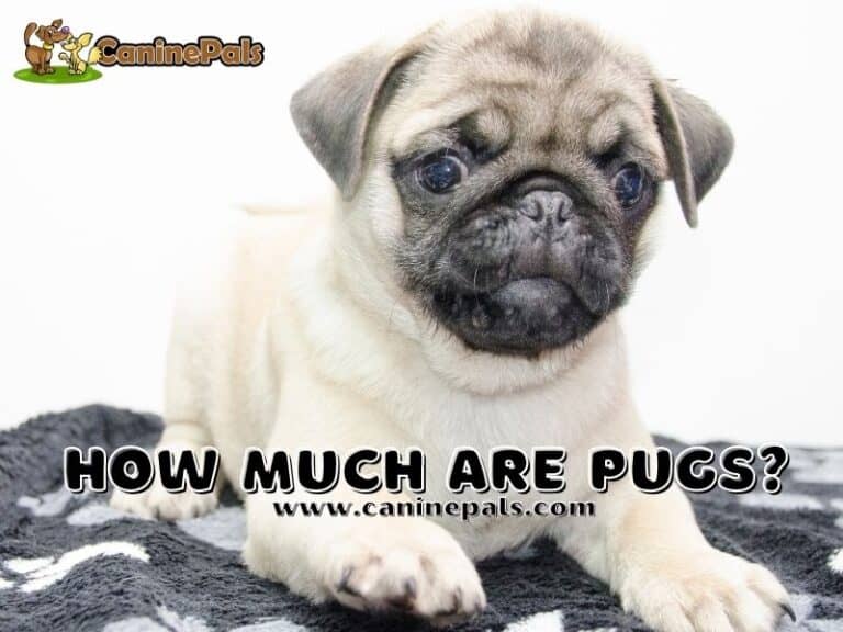 How Much Is A Pug Worth? Pug Price Range Explained Canine Pals