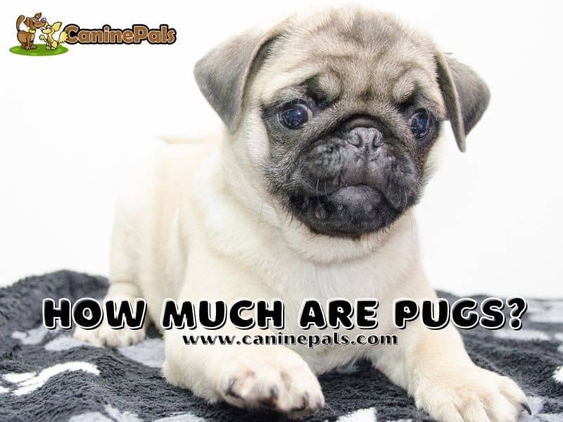 How Much Are Pugs?