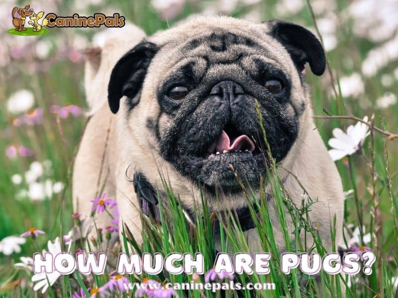 How Much Is A Pug Worth? Pug Price Range Explained Canine Pals