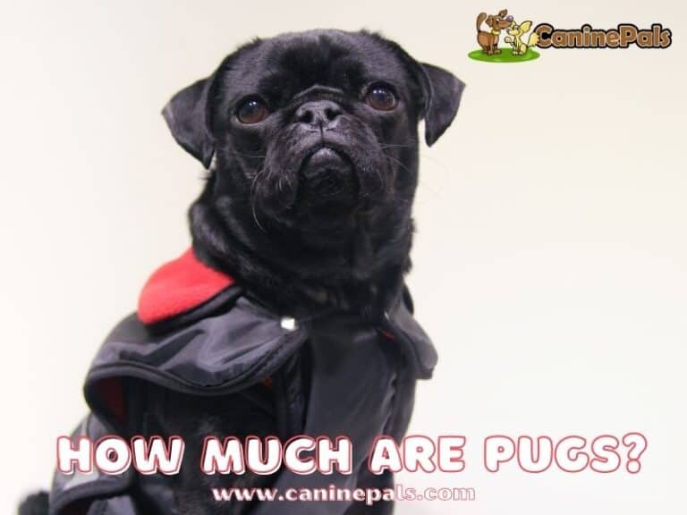 How Much Are Pugs Worth? Pug Price Range Explained. Canine Pals