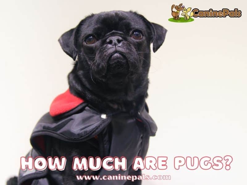 How Much Are Pugs