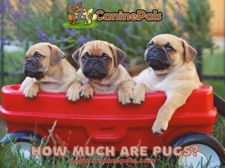 How Much Is A Pug Worth? Pug Price Range Explained Canine Pals