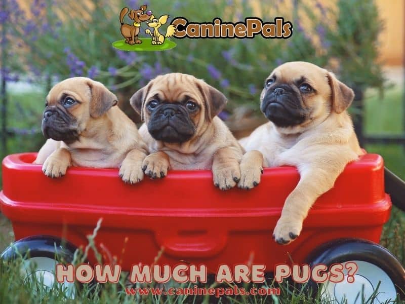 how much are pug puppies worth