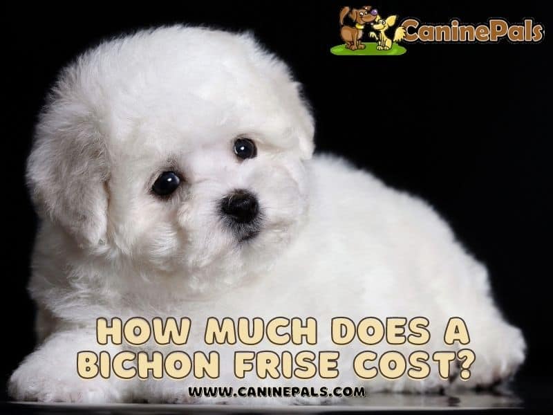 How Much Does a Bichon Frise Cost?