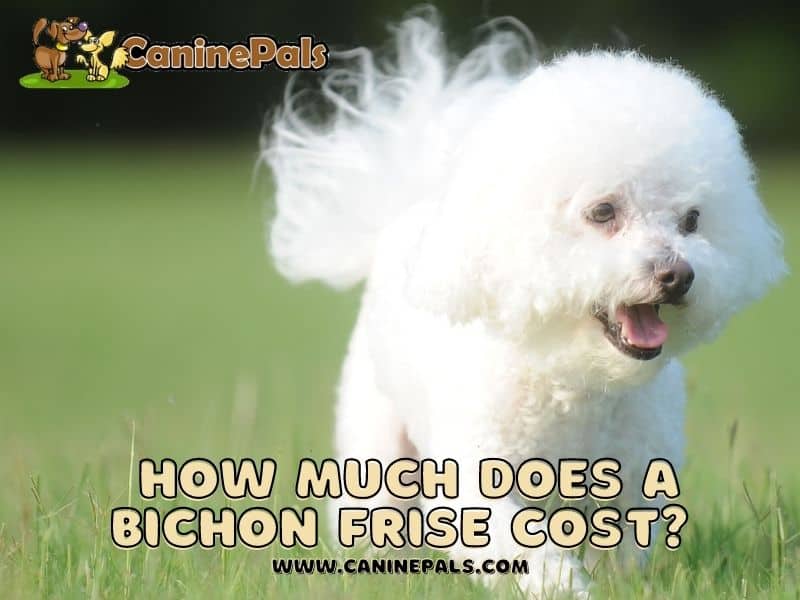 How Much Does a Bichon Frise Cost?