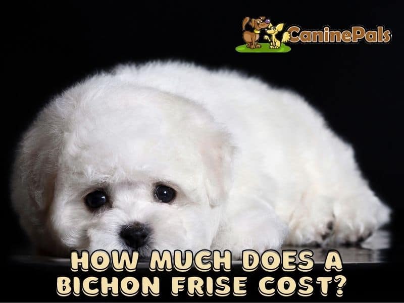 How Much Does a Bichon Frise Cost?