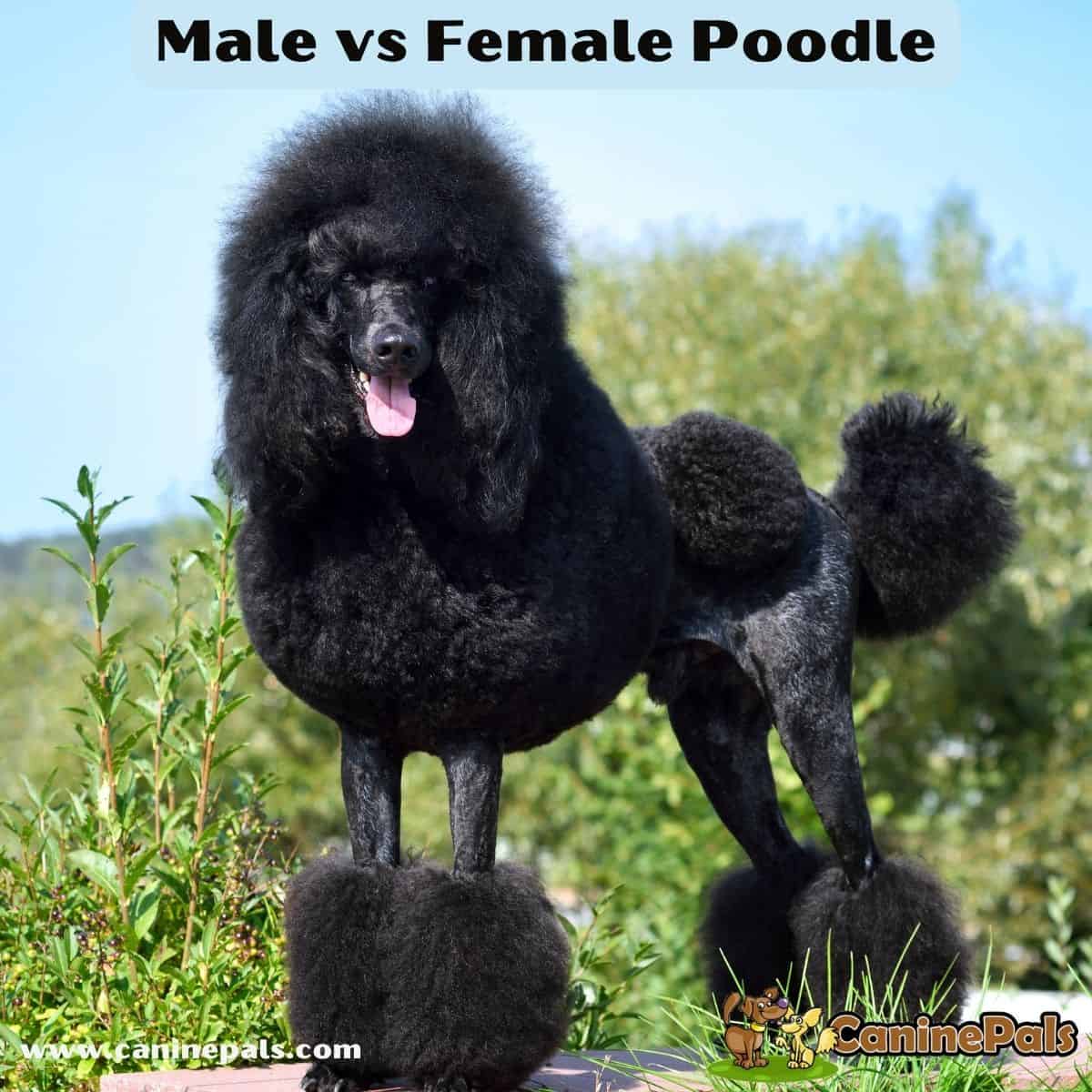 Male Vs Female Poodle