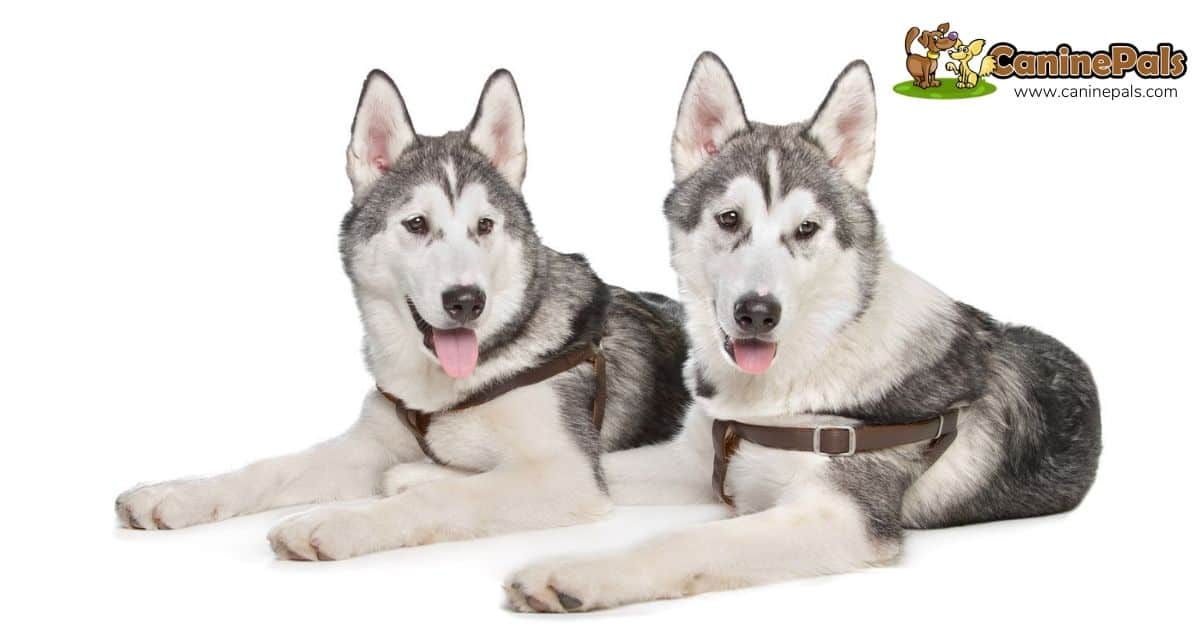 Male vs. Female Husky