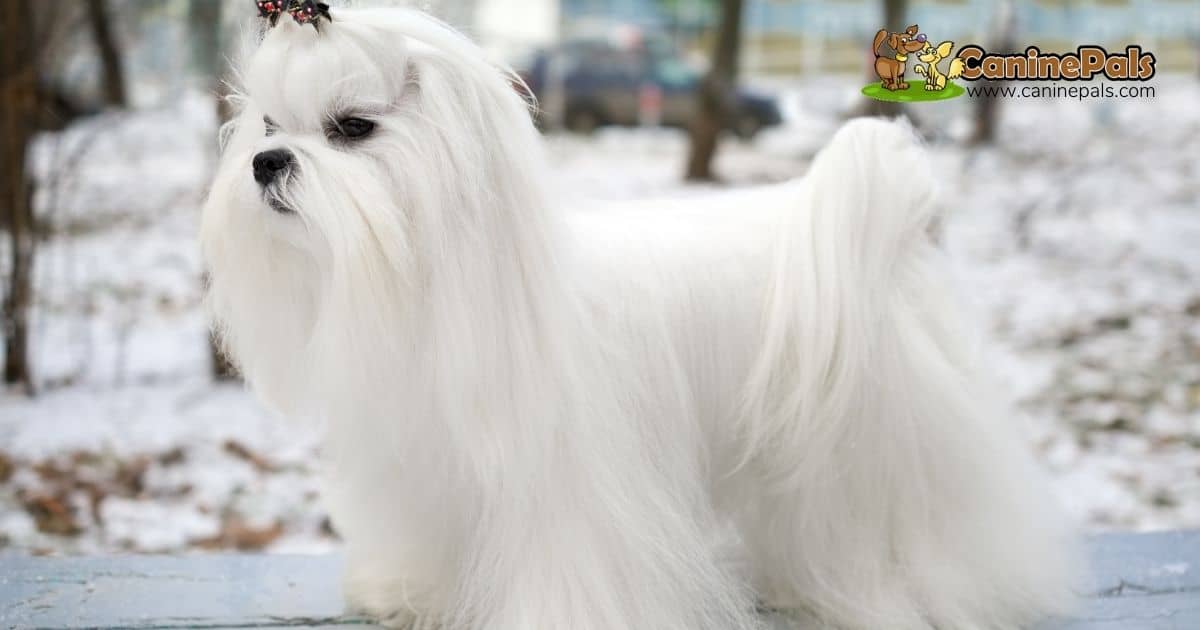 Maltese Dog