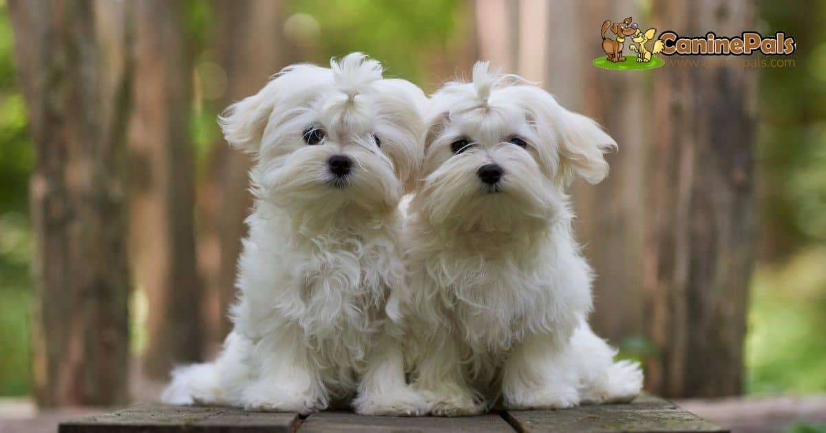 Maltese Puppies