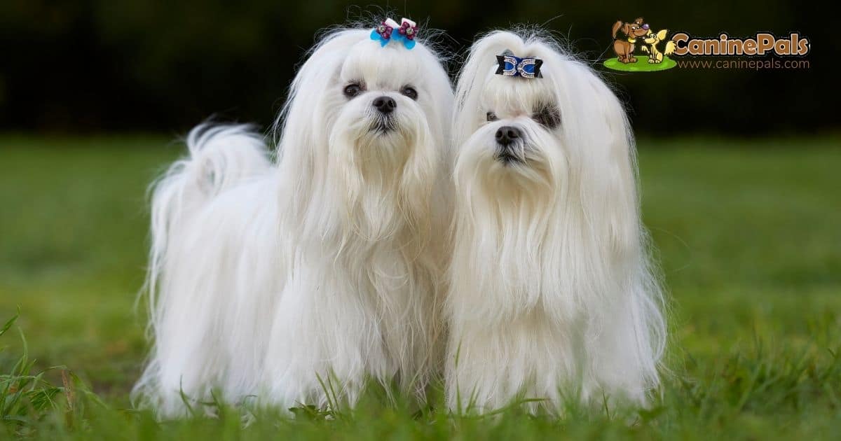 Best dog food for maltese outlet puppies