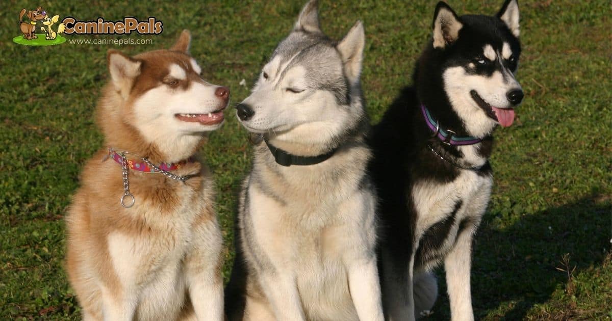 Siberian Huskies