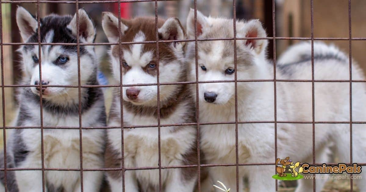 Siberian Husky Puppies