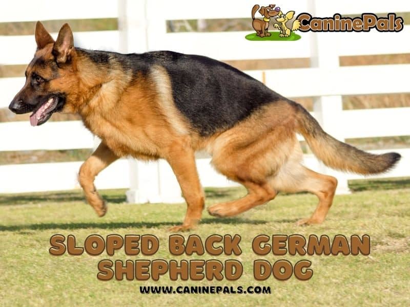 Sloped Back German Shepherd