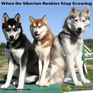 When Do Siberian Huskies Stop Growing