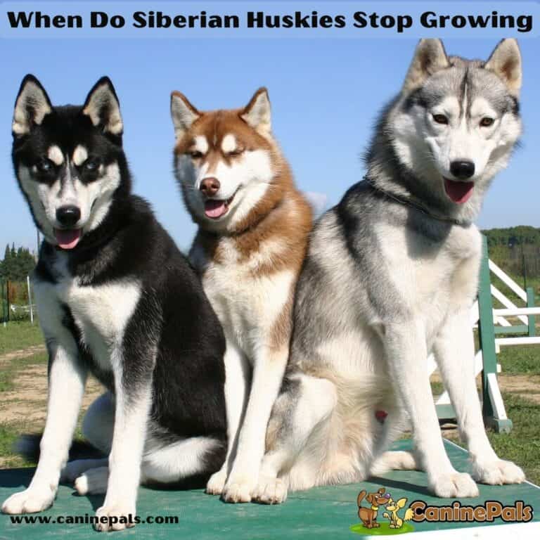 When do Siberian Huskies Stop Growing? Complete Siberian Husky Details Canine Pals