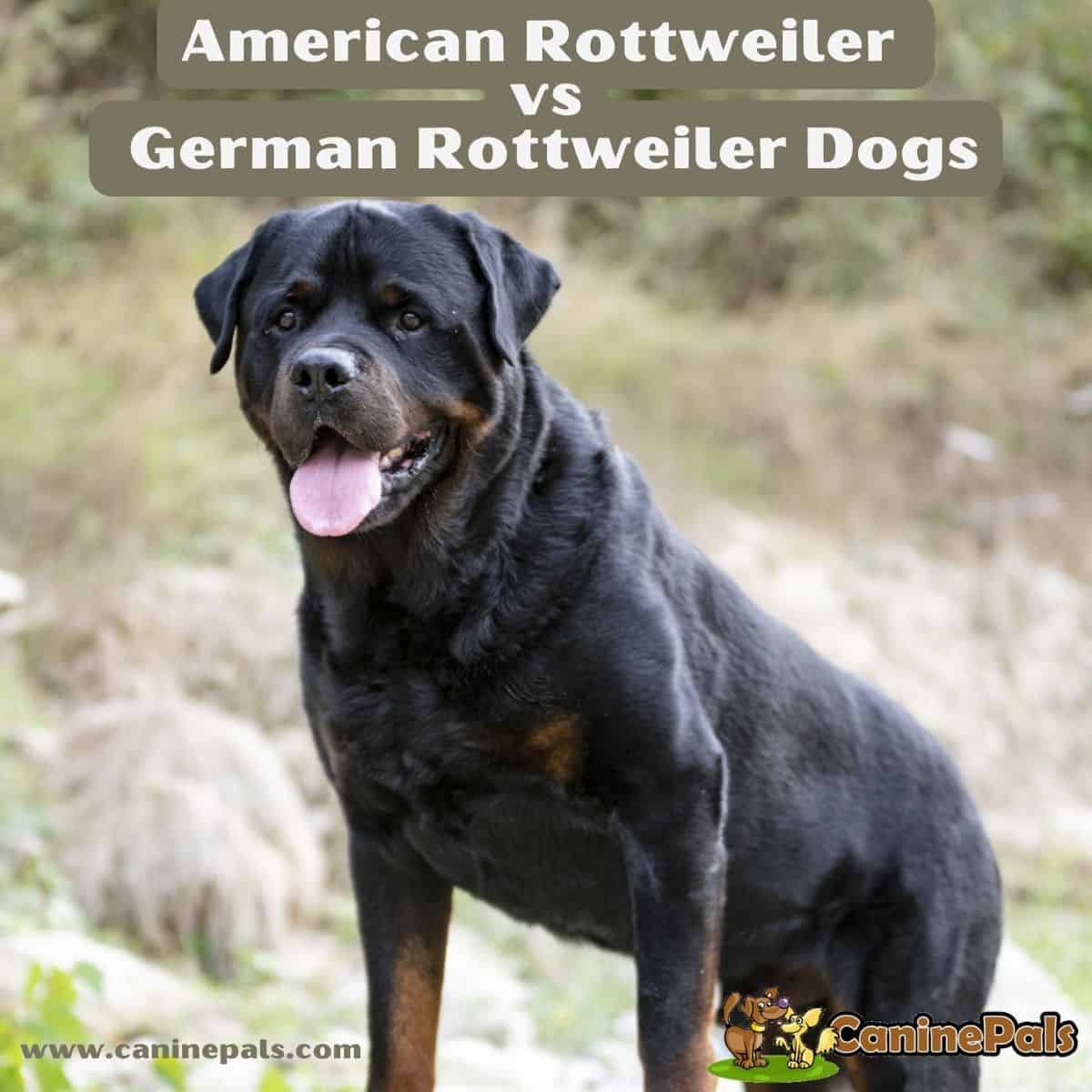 American Rottweiler vs German Rottweiler Dogs