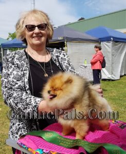 Denise Leo with a prize-winning Pomeranian