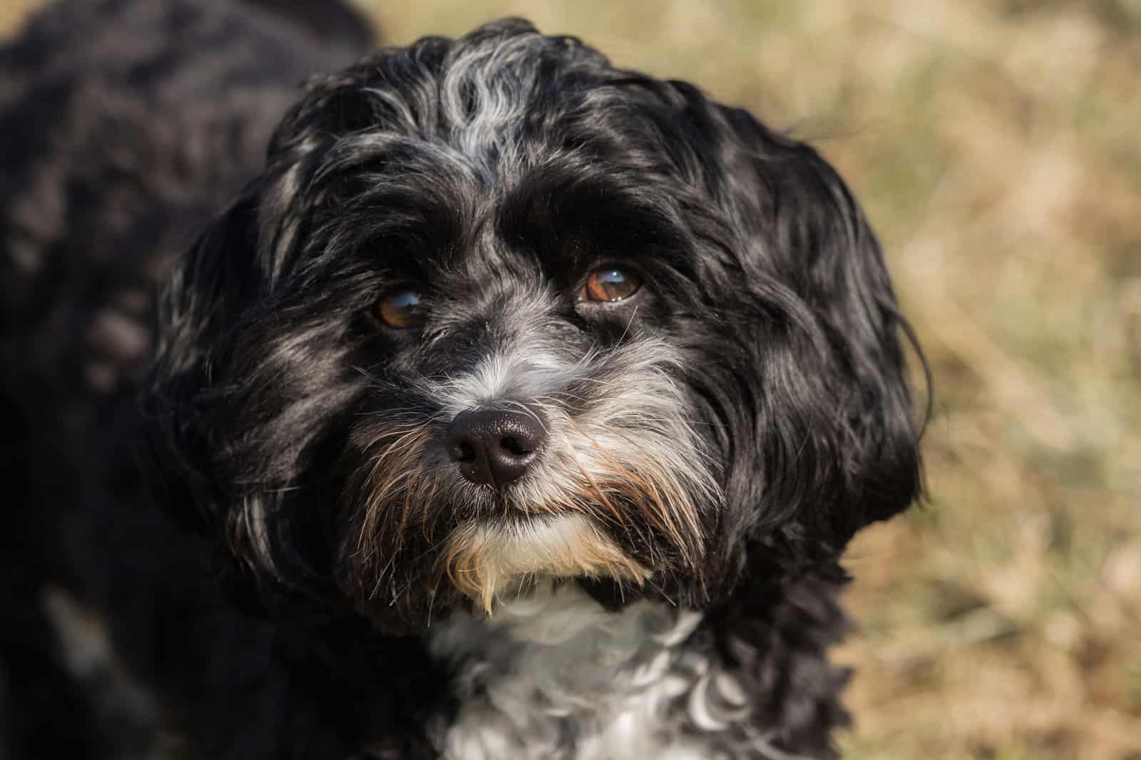 Purebred Havanese Puppy