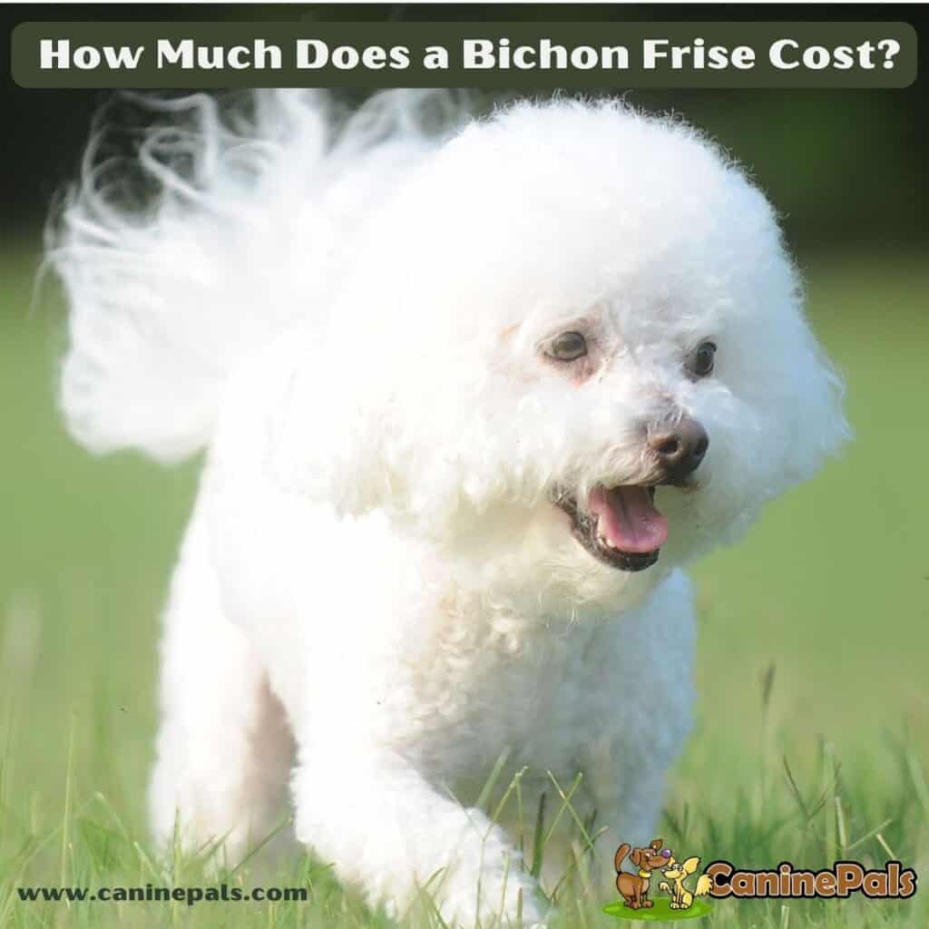 Ultimate Guide to How Much Does a Bichon Frise Cost? Canine Pals