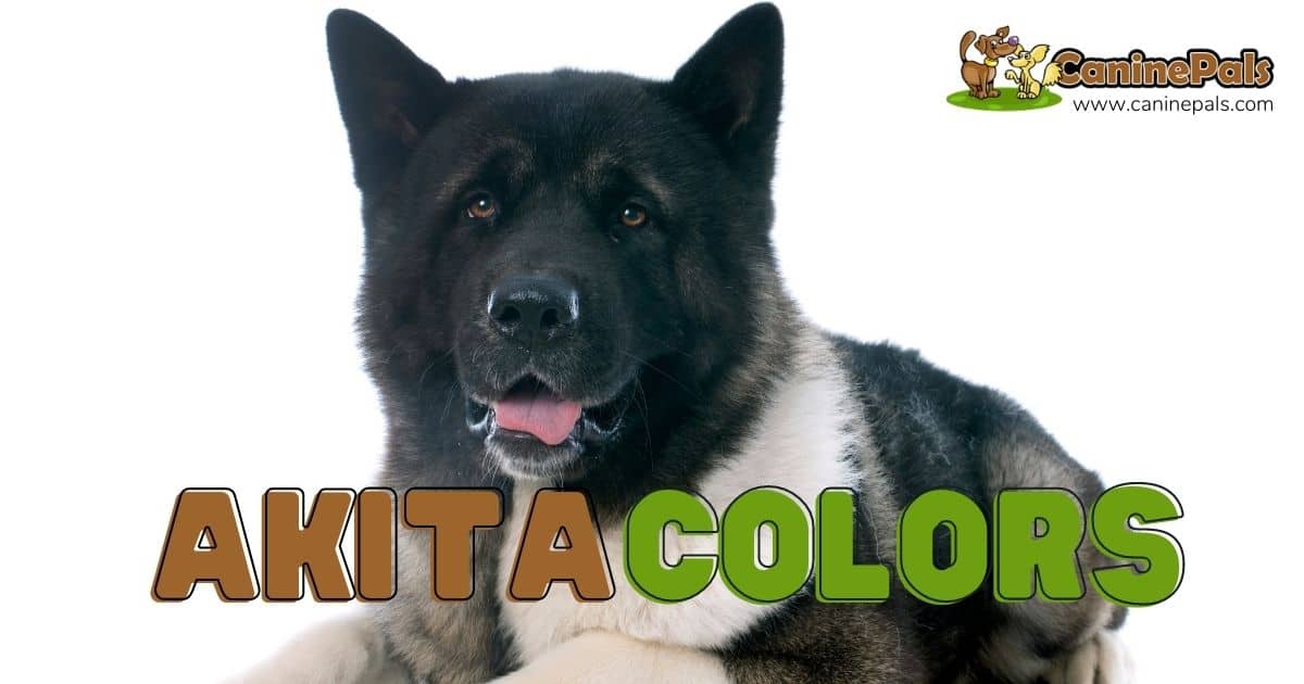 Akita Colors