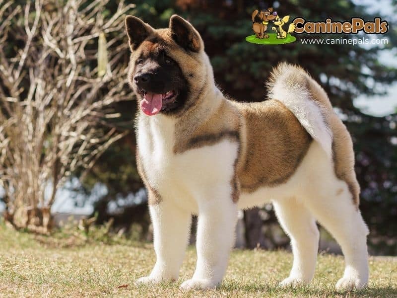 Akita Dog