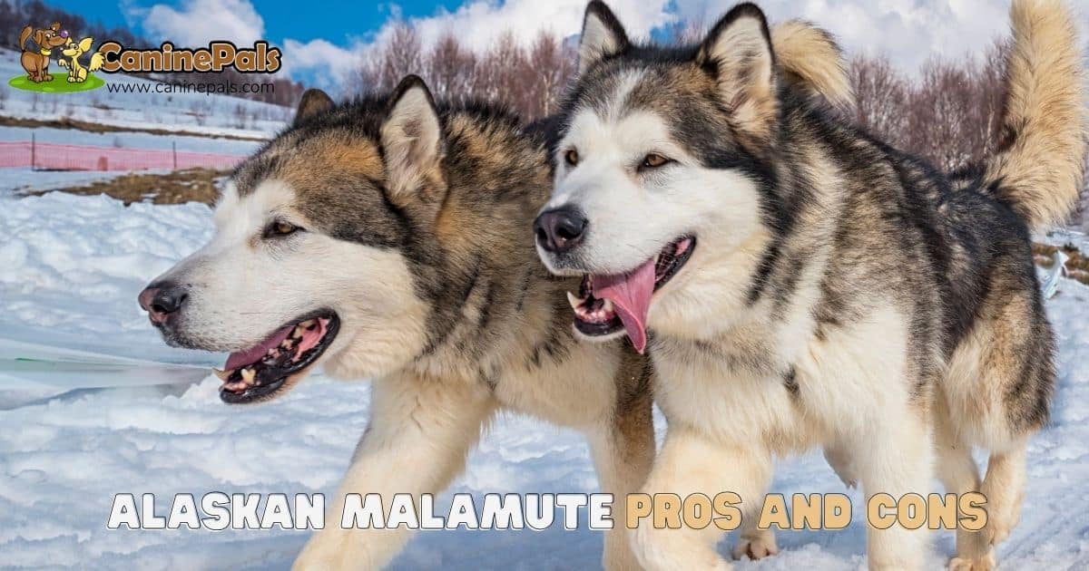 Alaskan Malamute Pros and Cons