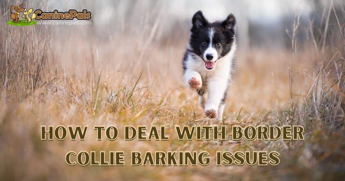 Border Collie Barking