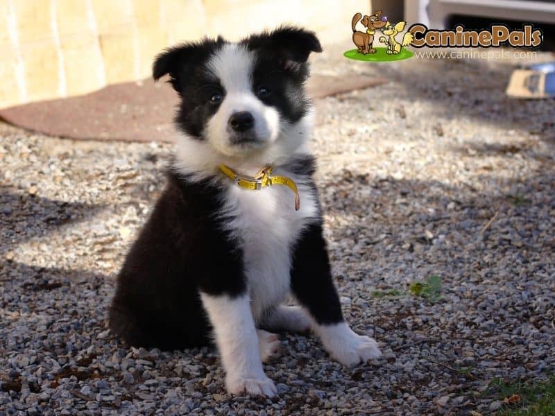 Border Collie Puppy