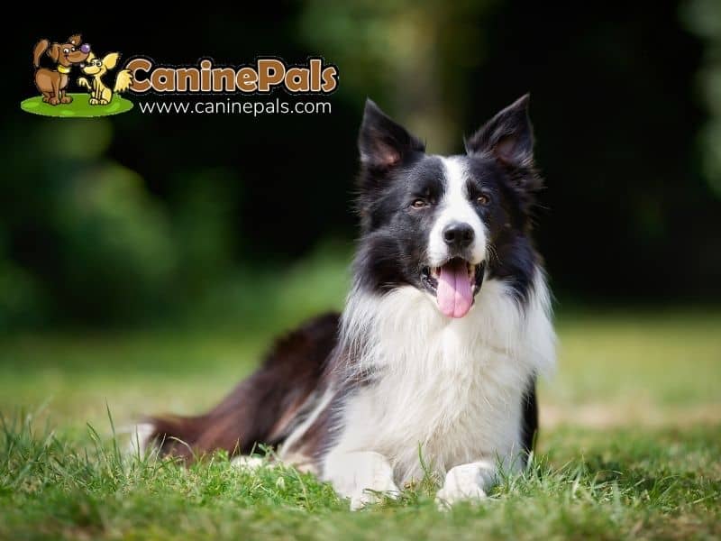 Border Collie