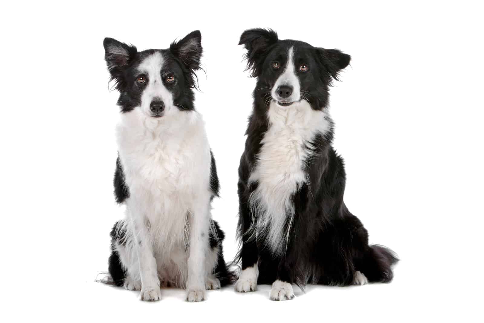 Border Collies