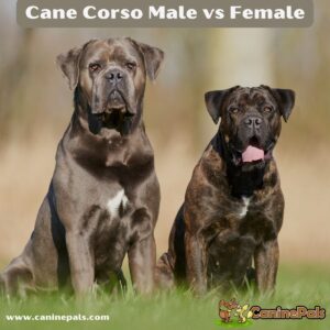 Cane Corso Male vs Female