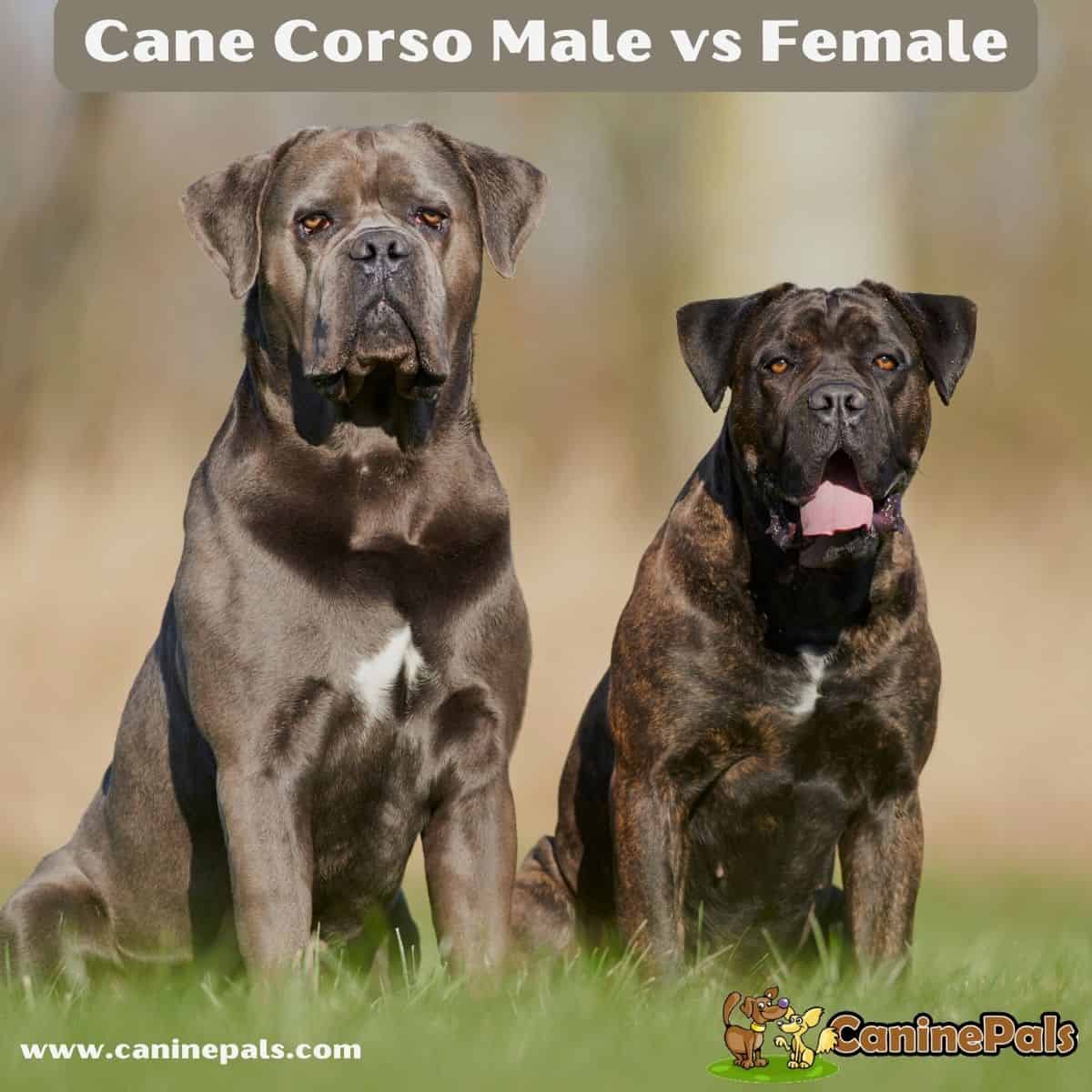 how long it take for a female cane corso to mature