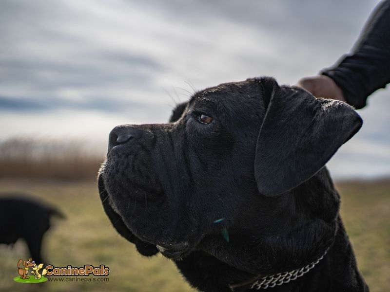 Cane Corso Temperament