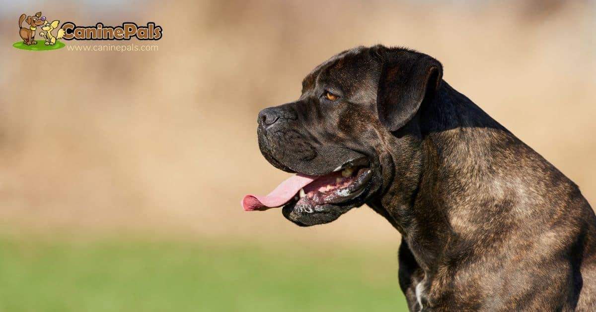 Cane Corso