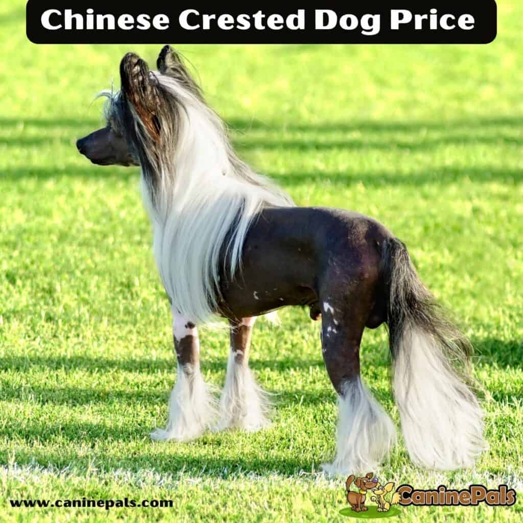 Complete Details of Chinese Crested Dog Price Information - Canine Pals