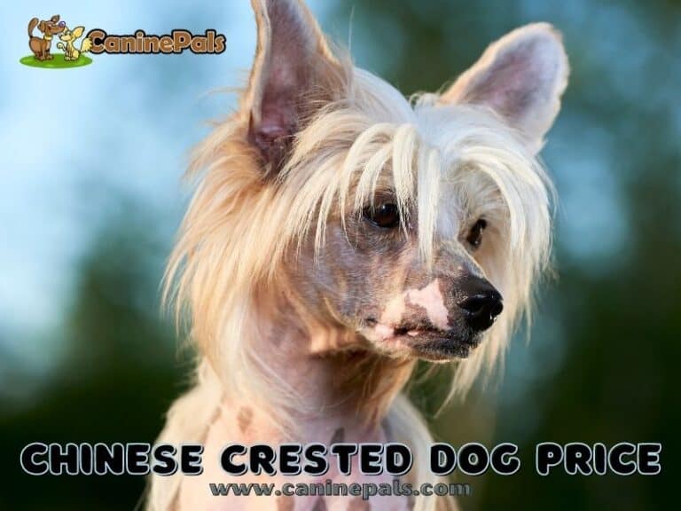 Complete Details of Chinese Crested Dog Price Information - Canine Pals