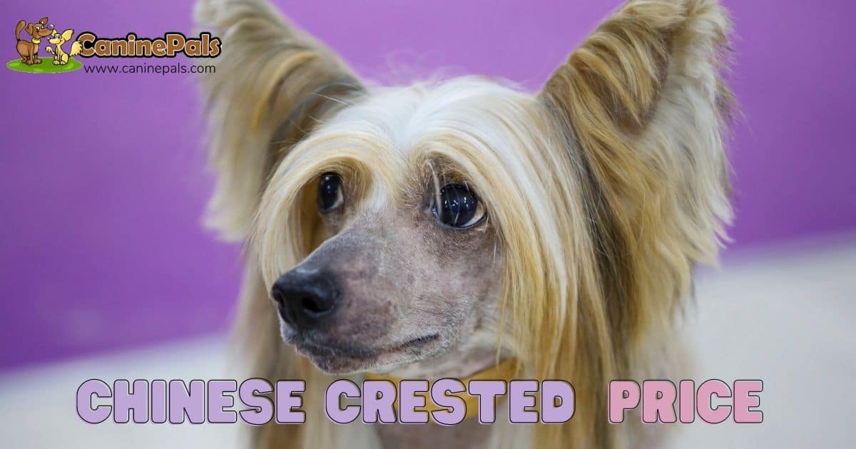 Chinese Crested price
